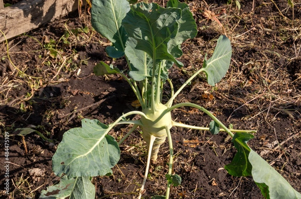 Obraz Cabbage. Kohlrabi.