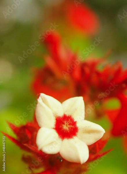 Fototapeta Red Flower Macro