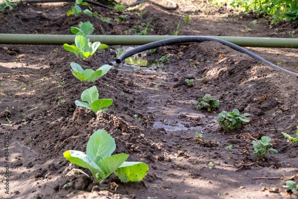 Obraz Cabbage. Kohlrabi.
