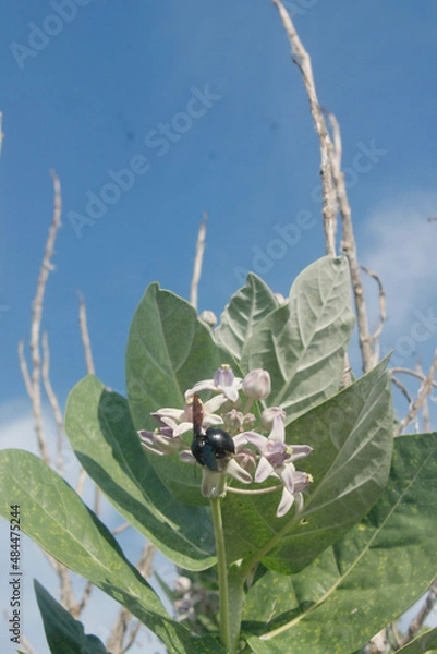 Fototapeta beetle on a flower