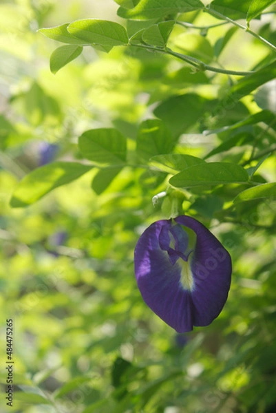 Fototapeta Butterfly Pea