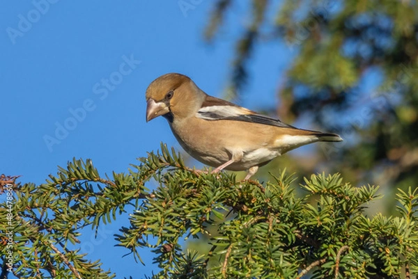 Obraz Female Hawfinch
