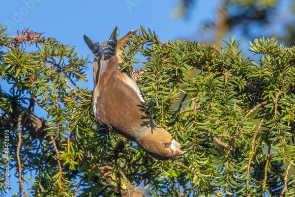 Obraz Female Hawfinch