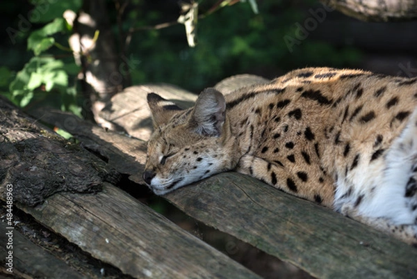 Obraz The wild nature.