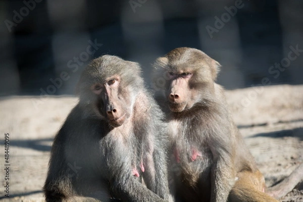 Obraz Monkey. The wild nature.
