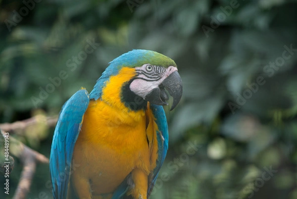 Obraz Parrot. The wild nature.