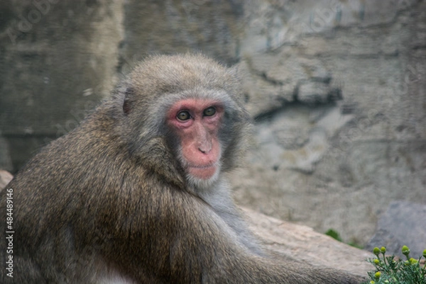 Obraz The wild nature.