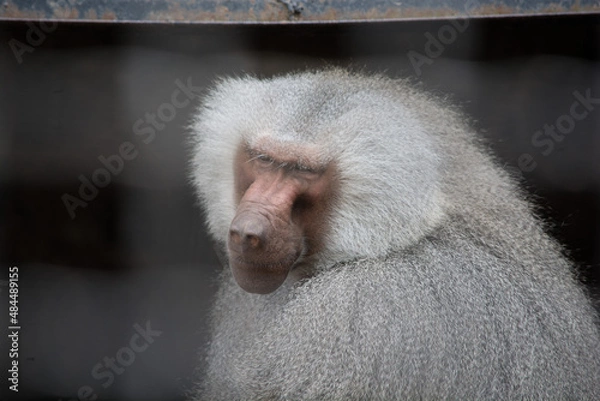 Obraz The wild nature.