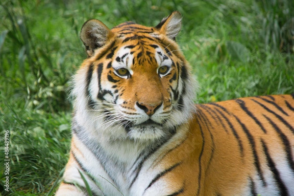 Obraz Tiger. The wild nature.