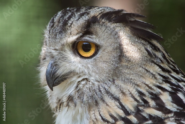 Obraz The wild nature.