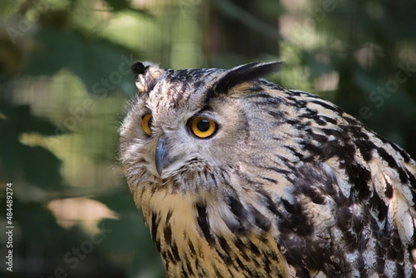 Obraz The wild nature.