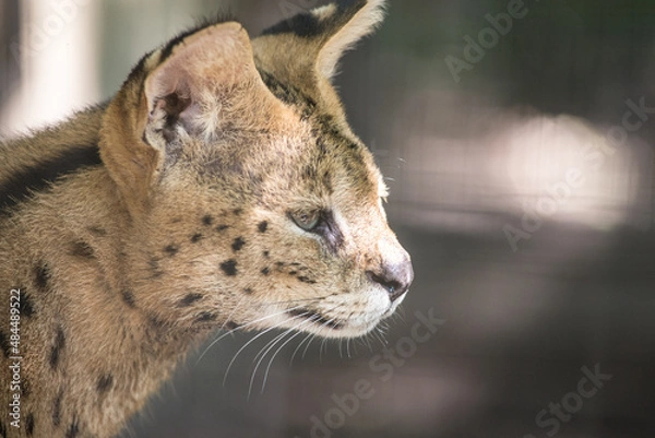 Obraz Lynx. The wild nature.