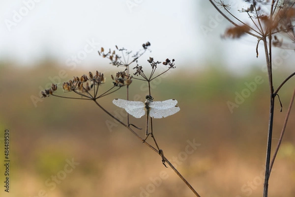 Obraz Dragonfly. Nature