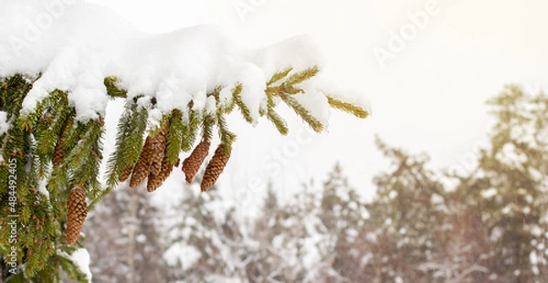 Obraz Snow covered branches with cones.
