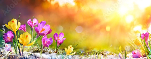 Fototapeta Spring Flowers - Crocus Blossoms On Grass With Sunlight