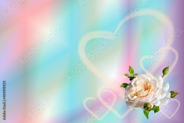 Fototapeta Greeting card template. Valentine's card with hearts of different sizes and a white rose on a rainbow background. There is space for text.