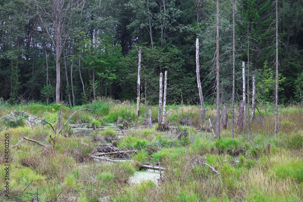 Obraz swamp in the forest	