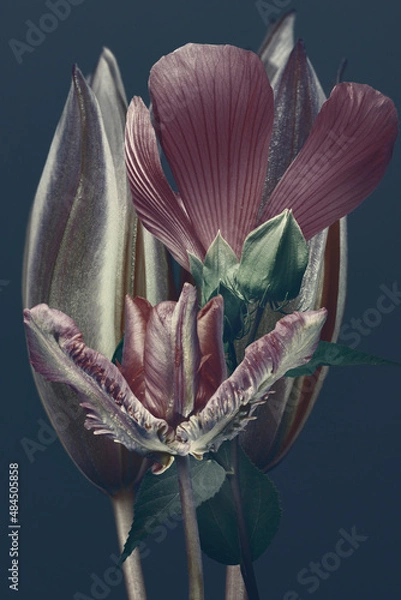 Fototapeta flower buds on a dark background, floral background, abstract tulips.