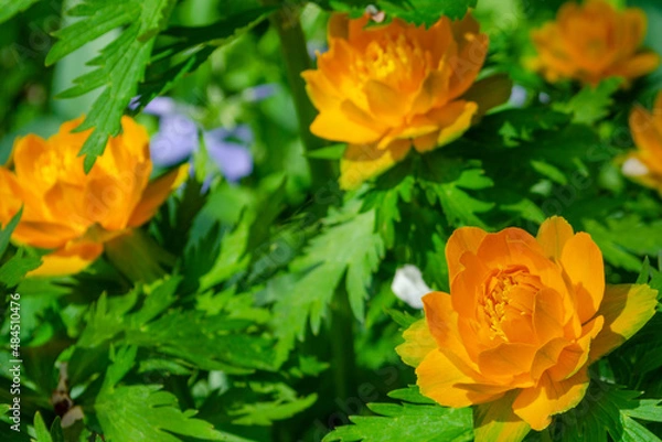 Obraz Wild flower globe growing in spring forest