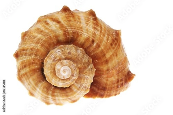 Fototapeta spiral shell