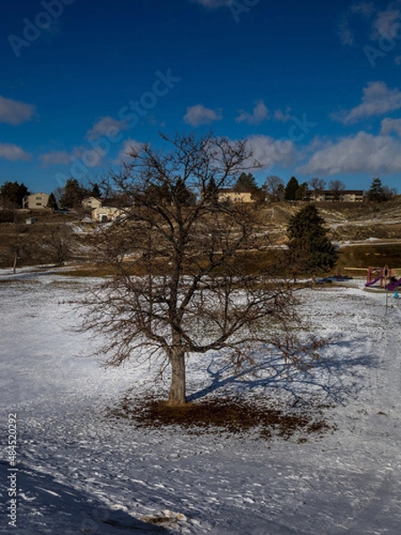 Obraz tree on the beach