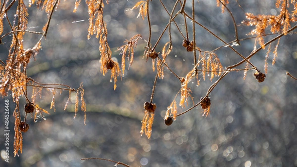 Fototapeta Bald cypress close-up on its branch in orange tones in winter, on a cold morning