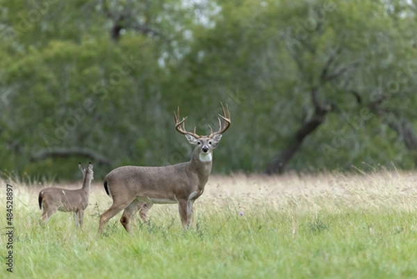 Obraz White tailed deer buck on Texas farmland