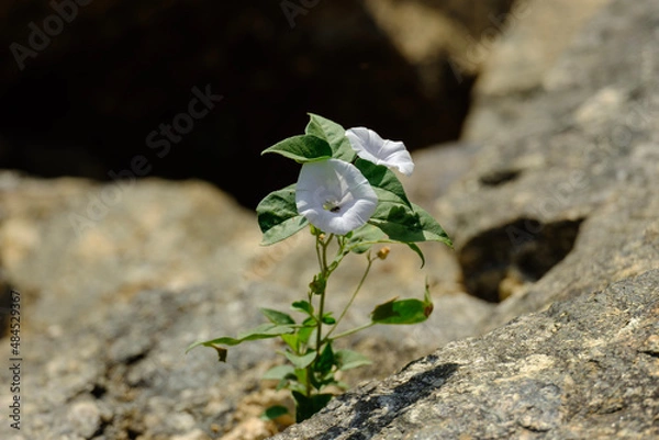 Obraz White flower in rocks