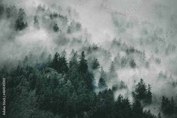 Fototapeta View of foggy mountains. Trees in morning fog