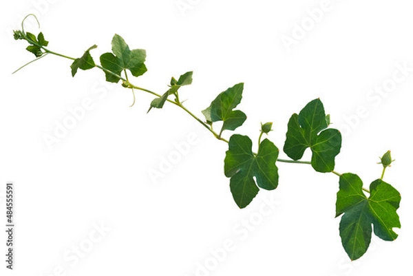 Fototapeta vine plant climbing isolated on white background. Clipping path