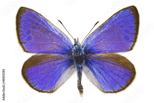 Obraz Glaucopsyche alexis (Green-underside Blue)