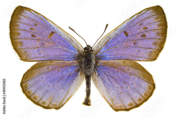 Obraz Phengaris arion (Large blue)