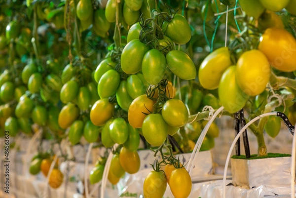 Obraz Tomatoes in a greenhouse on a hydroponic system with drip irrigation