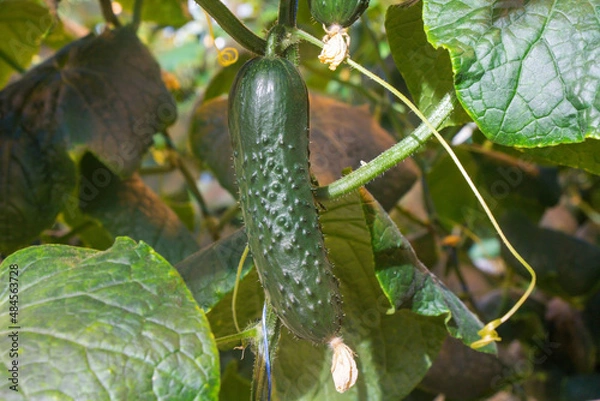 Obraz Cucumber in a greenhouse on a hydroponic system with drip irrigation