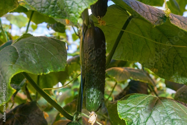 Obraz Cucumber in a greenhouse on a hydroponic system with drip irrigation
