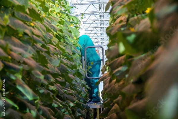Obraz Cucumber in a greenhouse on a hydroponic system with drip irrigation