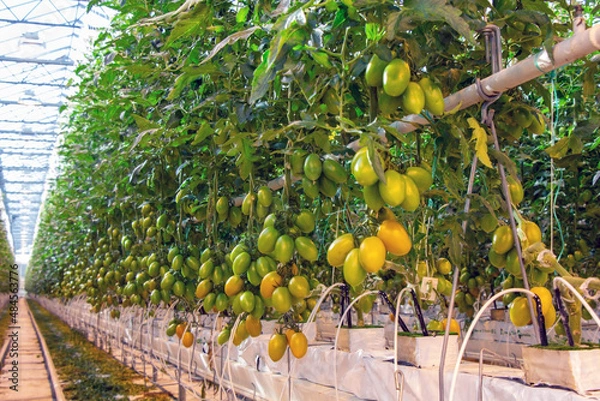 Obraz Tomatoes in a greenhouse on a hydroponic system with drip irrigation