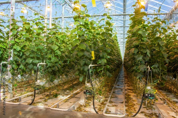 Obraz Cucumber in a greenhouse on a hydroponic system with drip irrigation