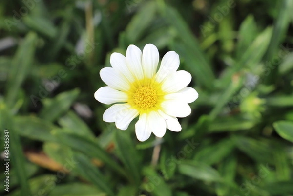 Obraz 日本の初秋の庭に咲く白いガザニアの花