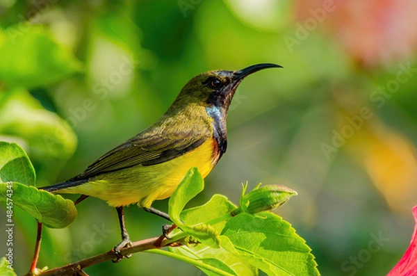 Obraz bird on a leaf