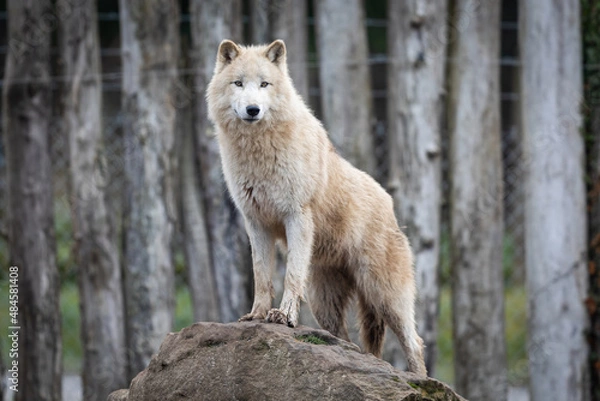 Obraz White wolf in the forest