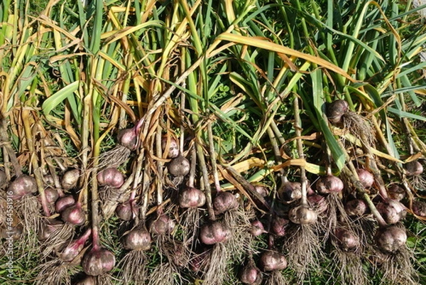 Obraz Garlic with tops and roots