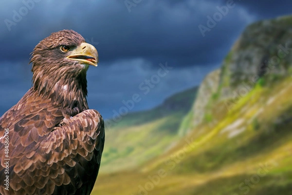 Fototapeta Golden eagle (Aquila chrysaetos) close-up portrait in the Scottish Highlands, Scotland