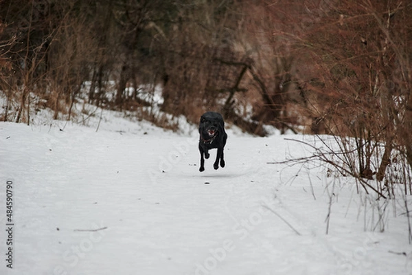 Fototapeta black labrador runs through the snow in winter in the forest