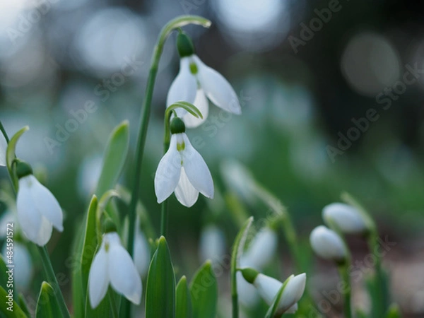 Obraz 美しいスノードロップ