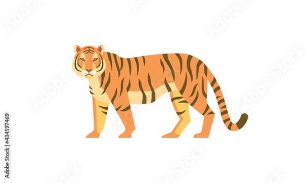 Fototapeta Tiger (Panthera tigris) side angle view. Asian wild animal with dark vertical stripes on orange fur, flat style vector illustration isolated on white background