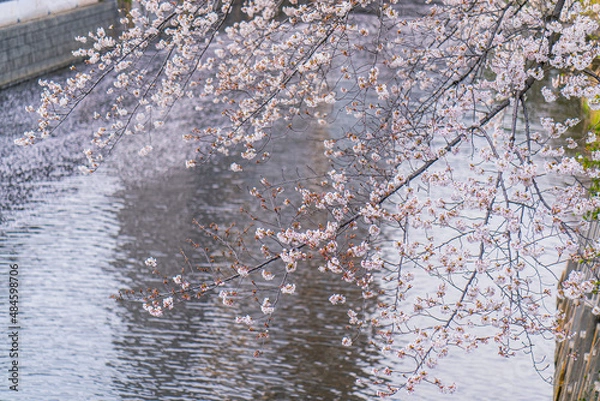 Fototapeta 満開の桜、春
