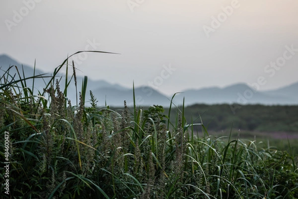 Fototapeta Fog in the Kamchatka forest