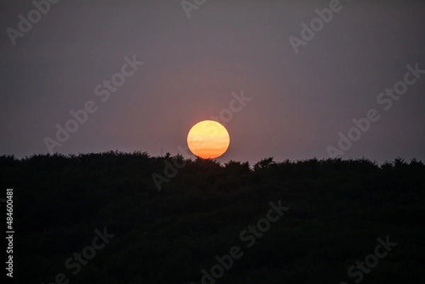 Fototapeta Fog in the Kamchatka forest