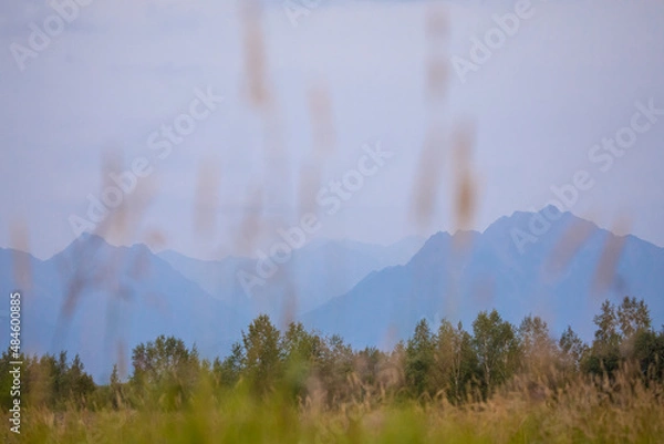 Fototapeta Fog in the Kamchatka forest